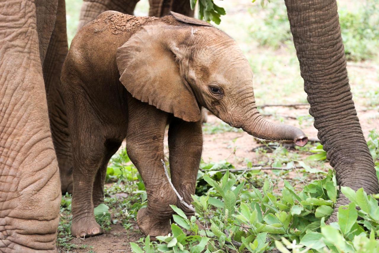クナメ ロッジ Karongwe Game Reserve エクステリア 写真