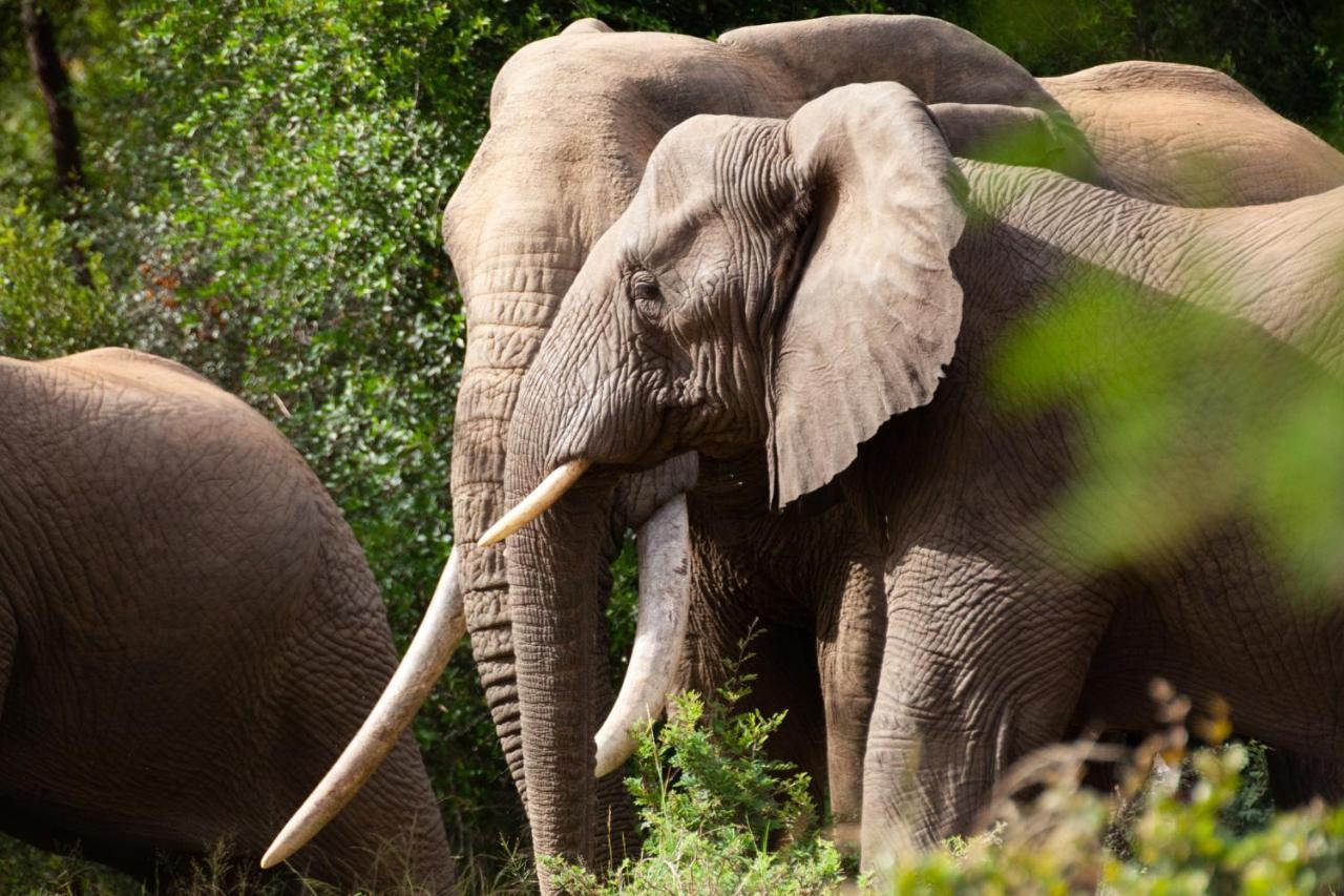 クナメ ロッジ Karongwe Game Reserve エクステリア 写真