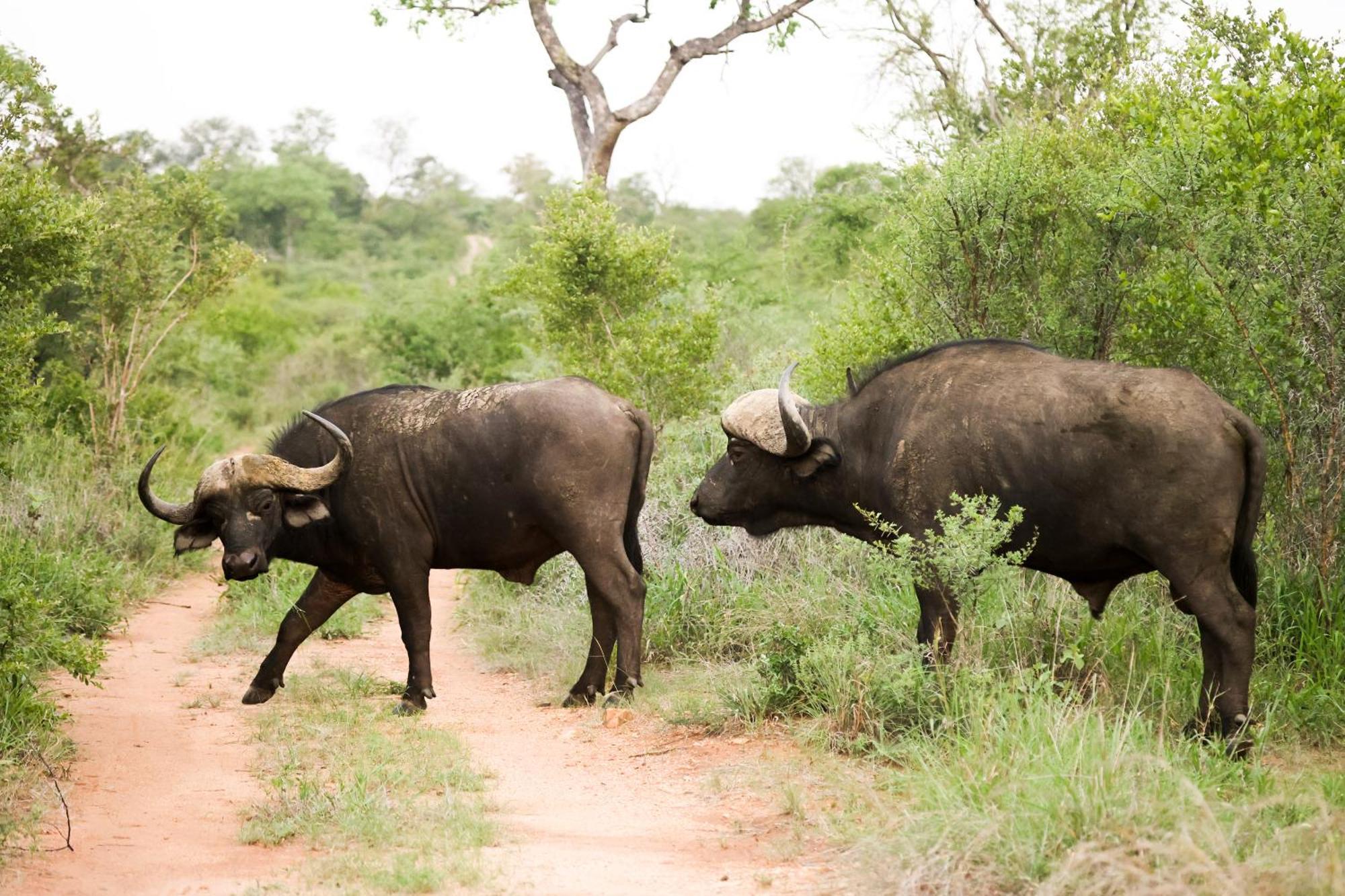 クナメ ロッジ Karongwe Game Reserve エクステリア 写真